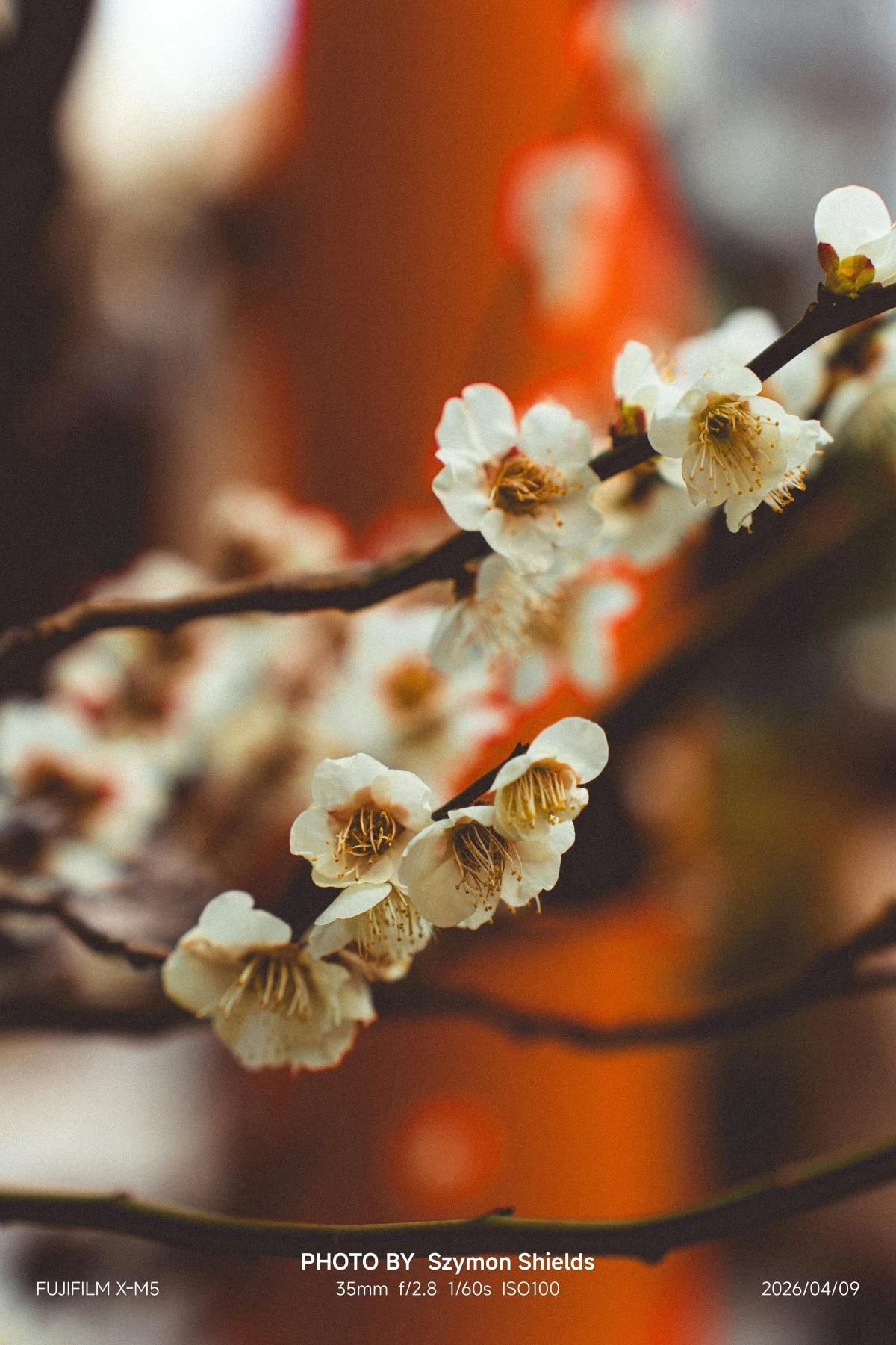 OverlayBottomWide EXIF Template